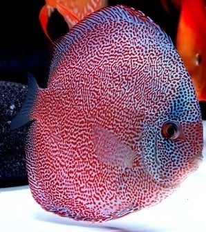 Discus Super Pantera Leopard ca 12 cm- koidream Valburg, Dieren en Toebehoren, Vis, Zoetwatervis