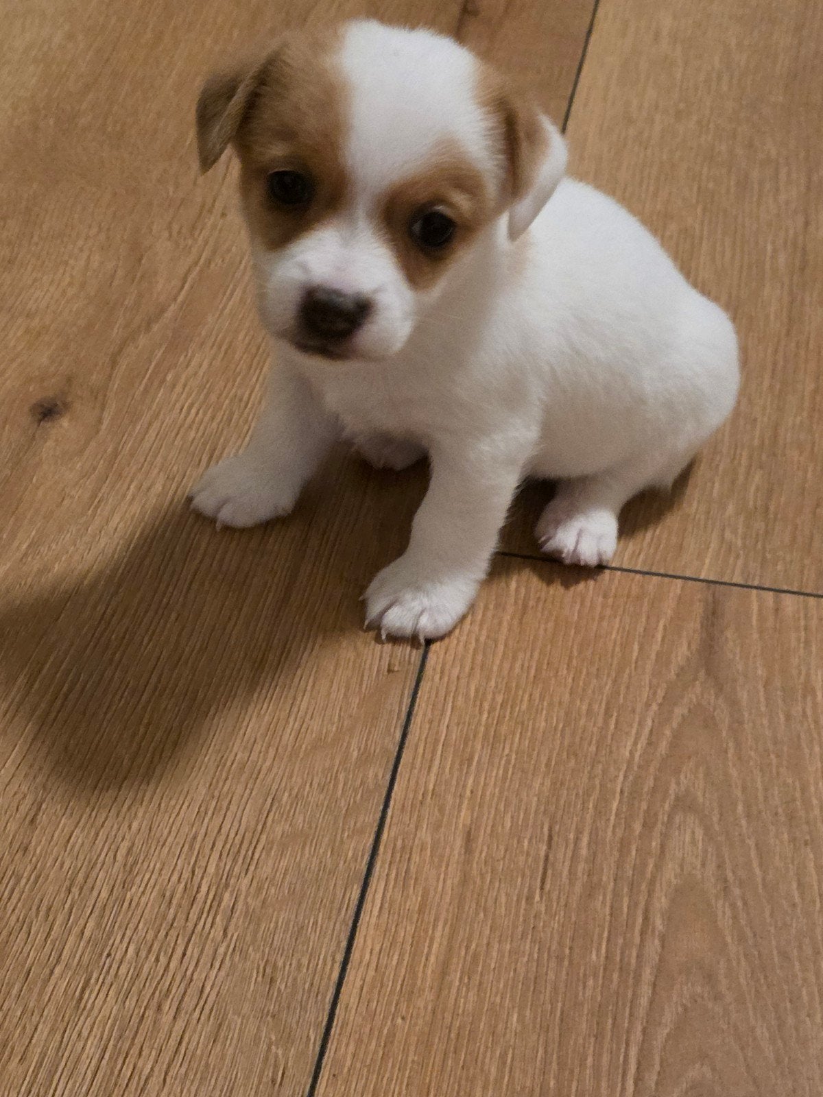 Mini Jack Russel Pups, Dieren en Toebehoren, Jack Russell Terriër, 8 tot 15 weken, Meerdere, Meerdere dieren