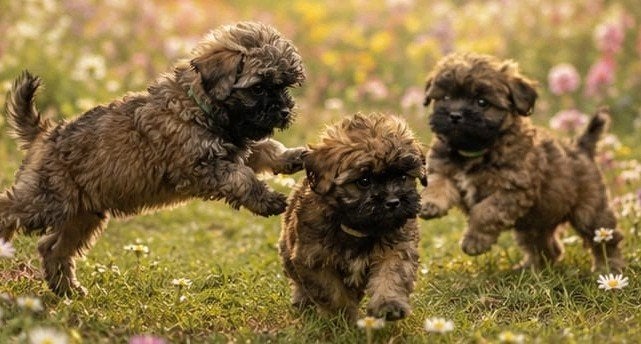 1 reutje Boomerpup, Dieren en Toebehoren, Honden | Chihuahua's en Gezelschapshonden, Meerdere, Nederland, Particulier, Reu