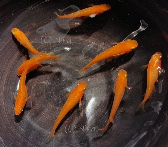 Medaka Eitjes - Babys - Orange - Red King, Overige soorten