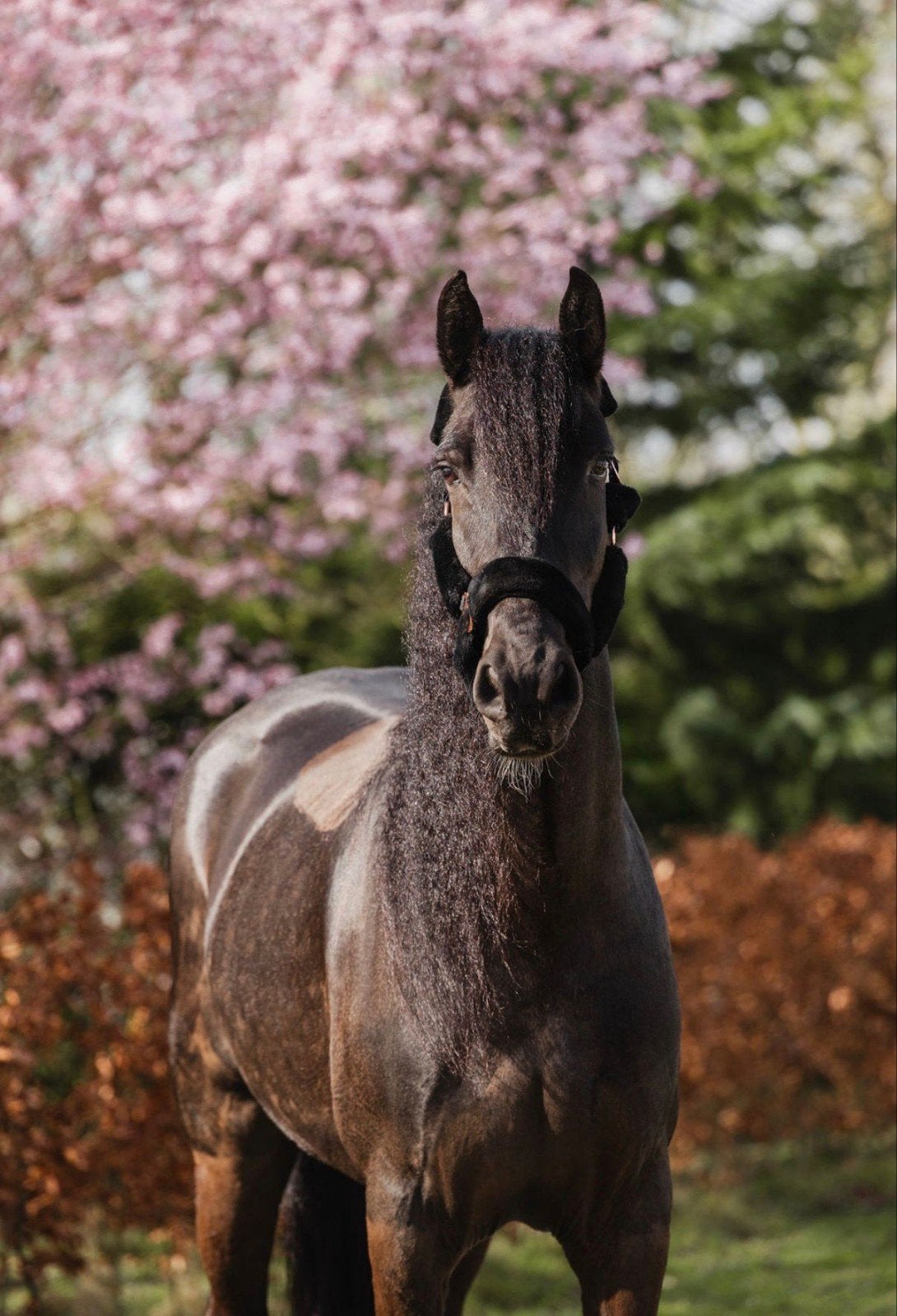 stoere fries x tinker zwart, Dieren en Toebehoren, Met stamboom, Ruin, 170 tot 175 cm, 7 tot 10 jaar