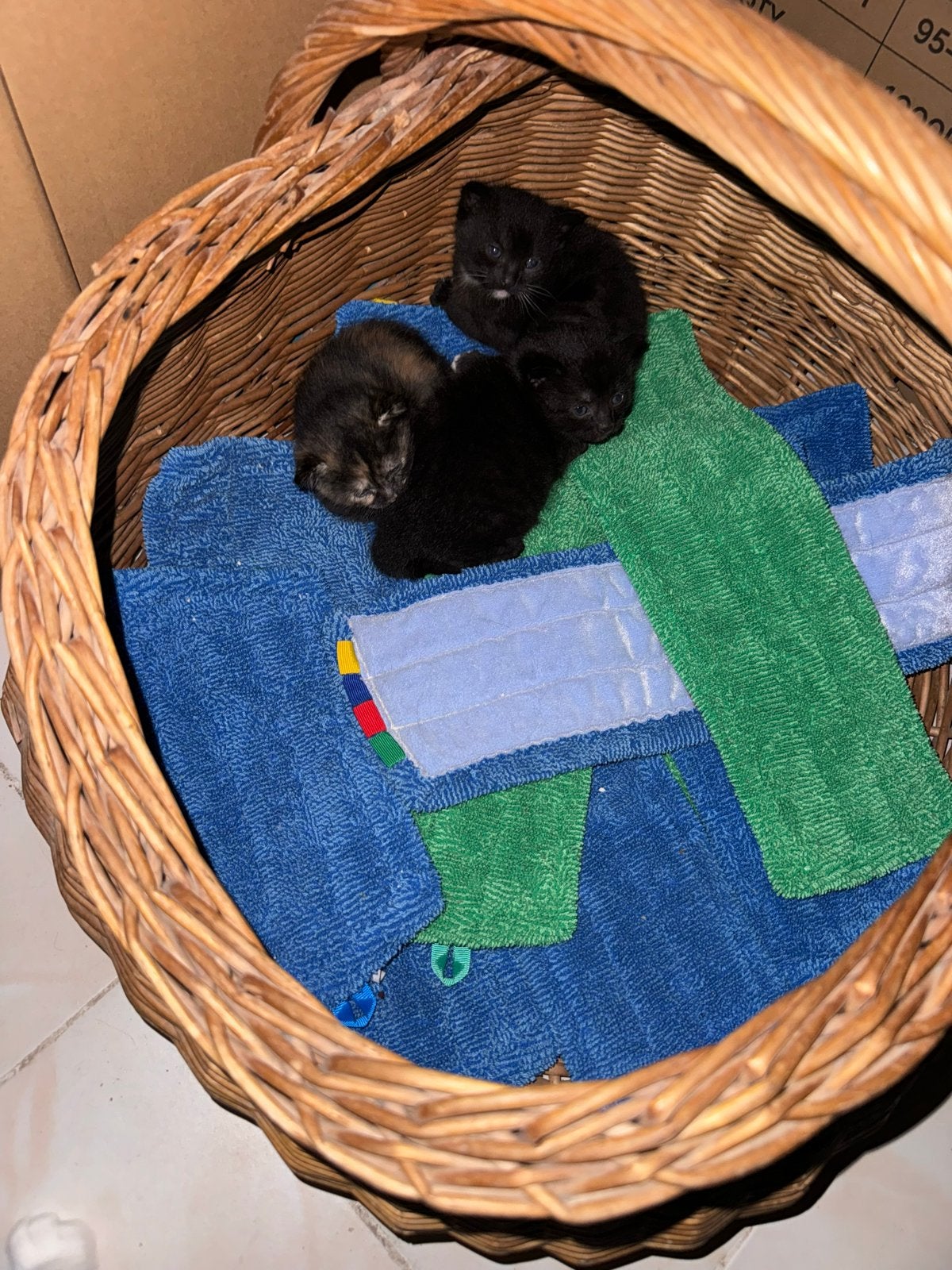 Gratis af te halen kittens., Dieren en Toebehoren, Katten en Kittens | Overige Katten, Poes, Kortharig, 0 tot 2 jaar