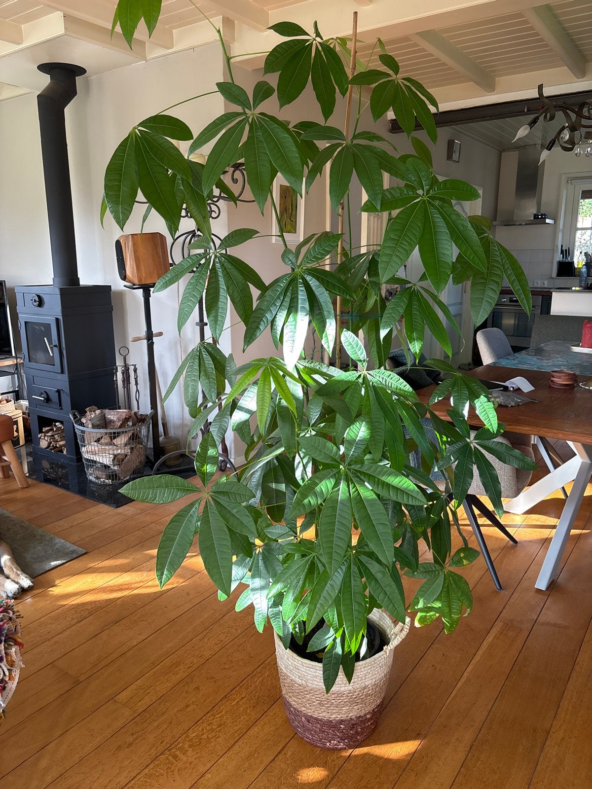 Grote Pachira Aquatica (Geldboom) in rieten mand, Huis en Inrichting, Ophalen, Overige soorten, Halfschaduw, In pot