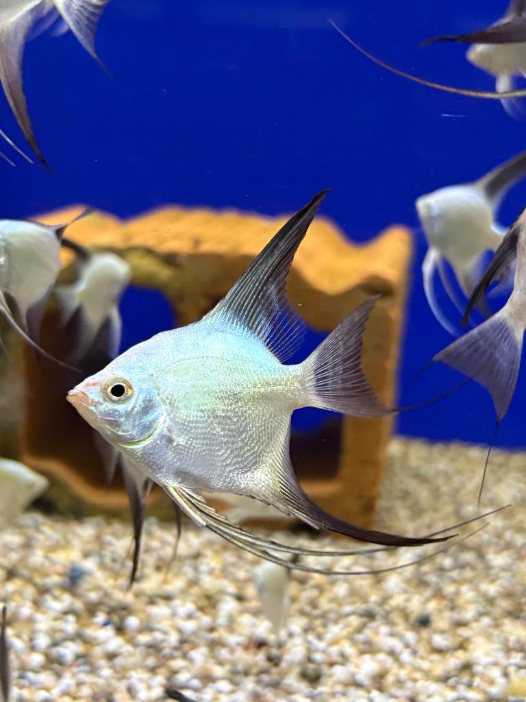 maanvis Pterophyllum scalare (Bulgarian Seal Point), Dieren en Toebehoren, Vissen | Aquariumvissen, Vis, Zoetwatervis