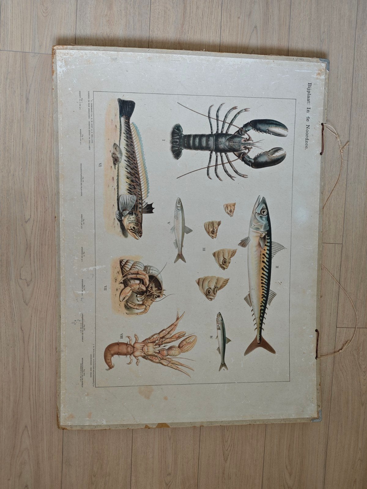 Schoolplaat / bijplaat in de Noordzee + vogels in de winter, Ophalen, Natuur en Biologie