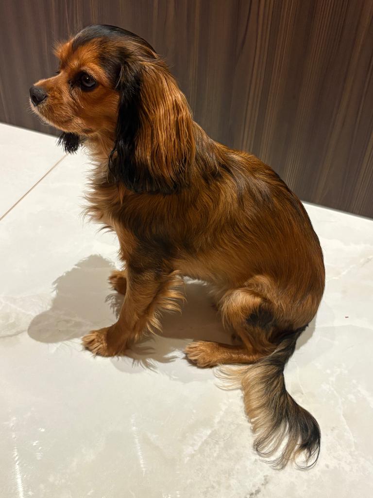 Cavalier-kingcharlesspaniël, Dieren en Toebehoren, Overige rassen, 1 tot 2 jaar, Teef, Parvo