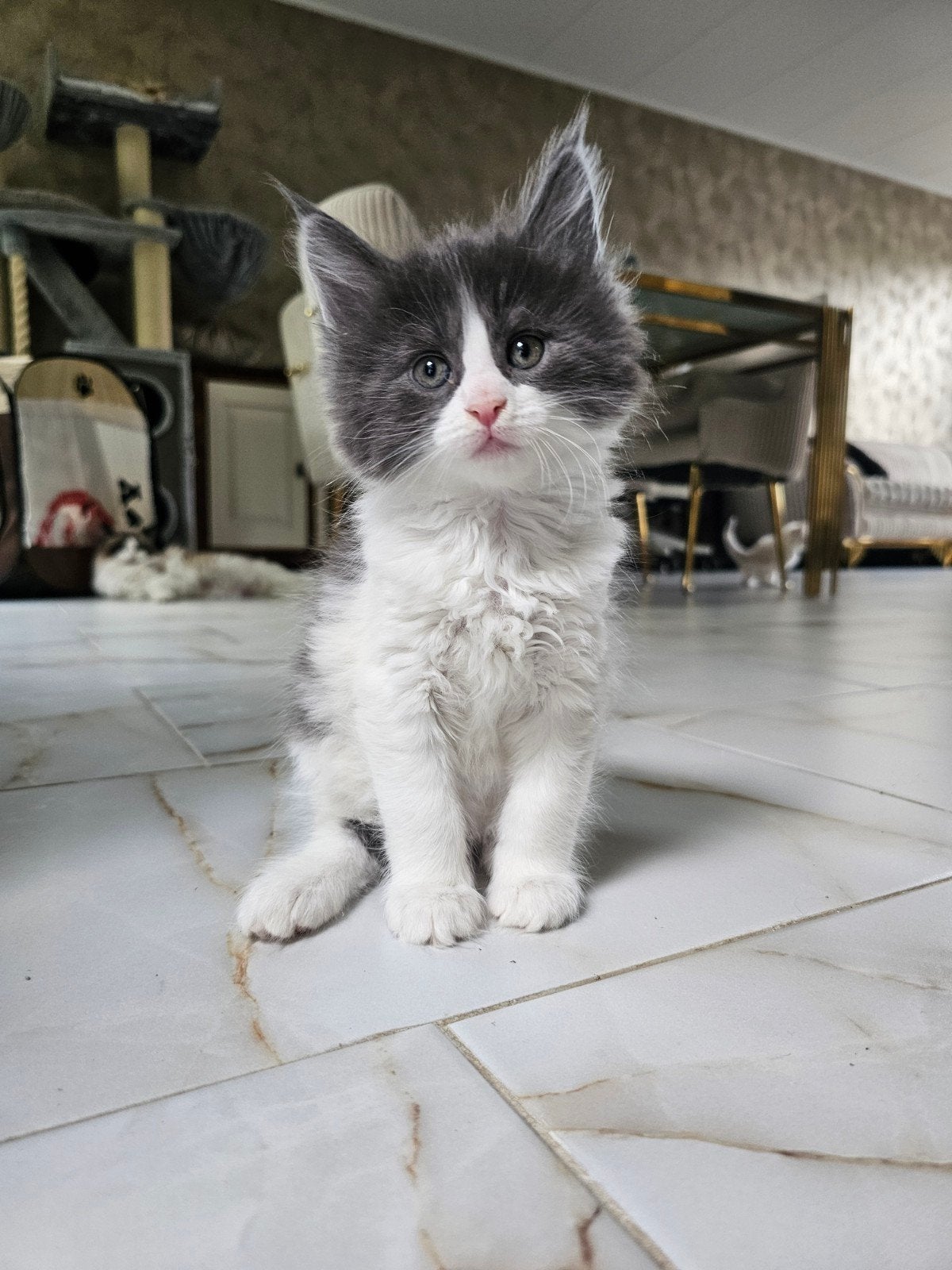 4 Maine coon kittens ️ volbloed️ papa is een xl, Meerdere dieren, Gechipt, 0 tot 2 jaar