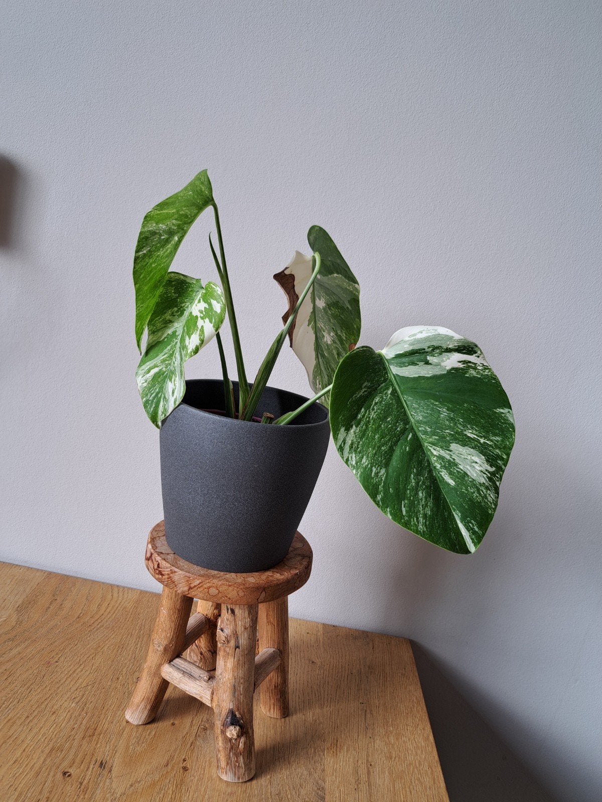 Monstera Variegata, Ophalen, Overige soorten, Halfschaduw, In pot