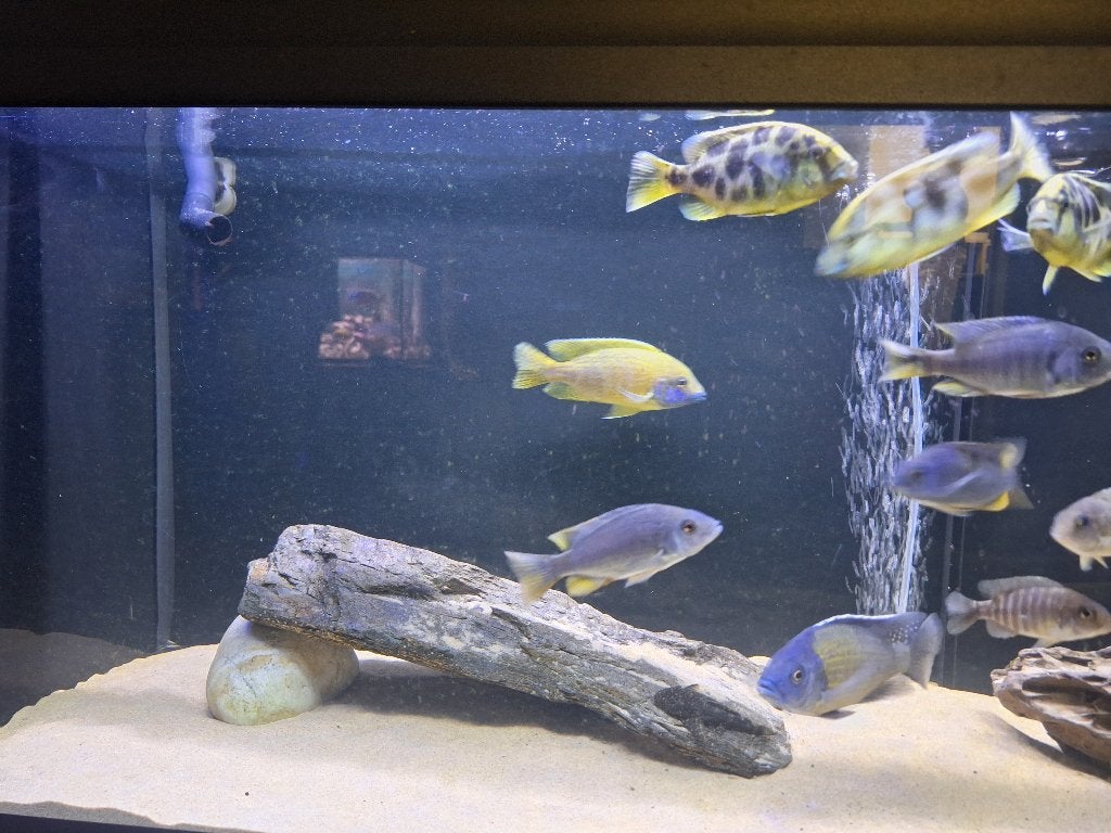 Jonge Malawi cichliden, Dieren en Toebehoren, Vissen | Aquariumvissen, Vis, Zoetwatervis