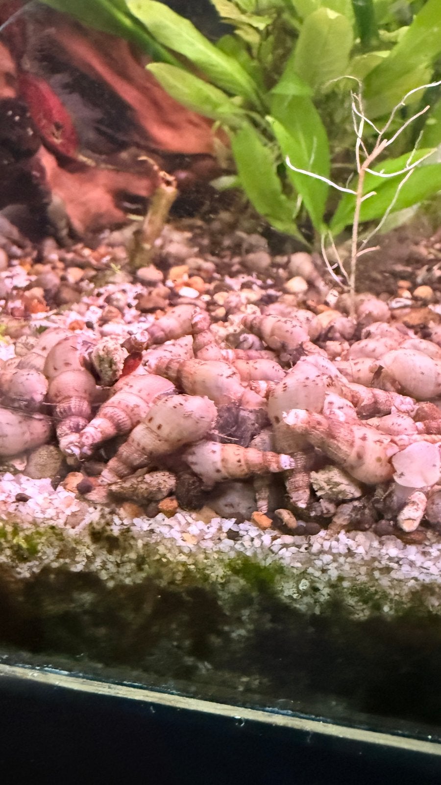 Baby Sulawesi slakken, Dieren en Toebehoren, Slak of Weekdier