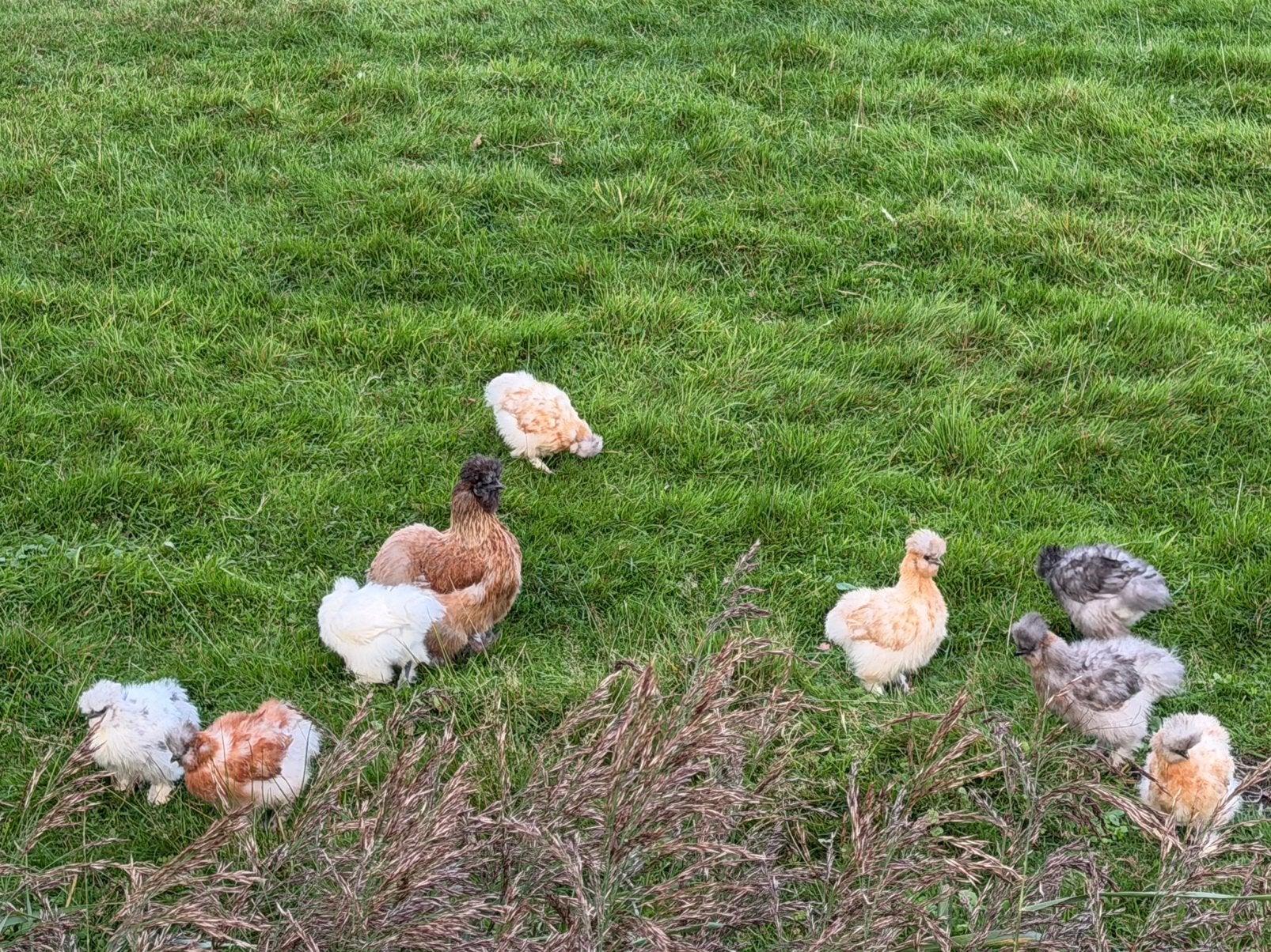 Jonge zijdehoenders! Hele bijzondere kleuren, Meerdere dieren, Kip