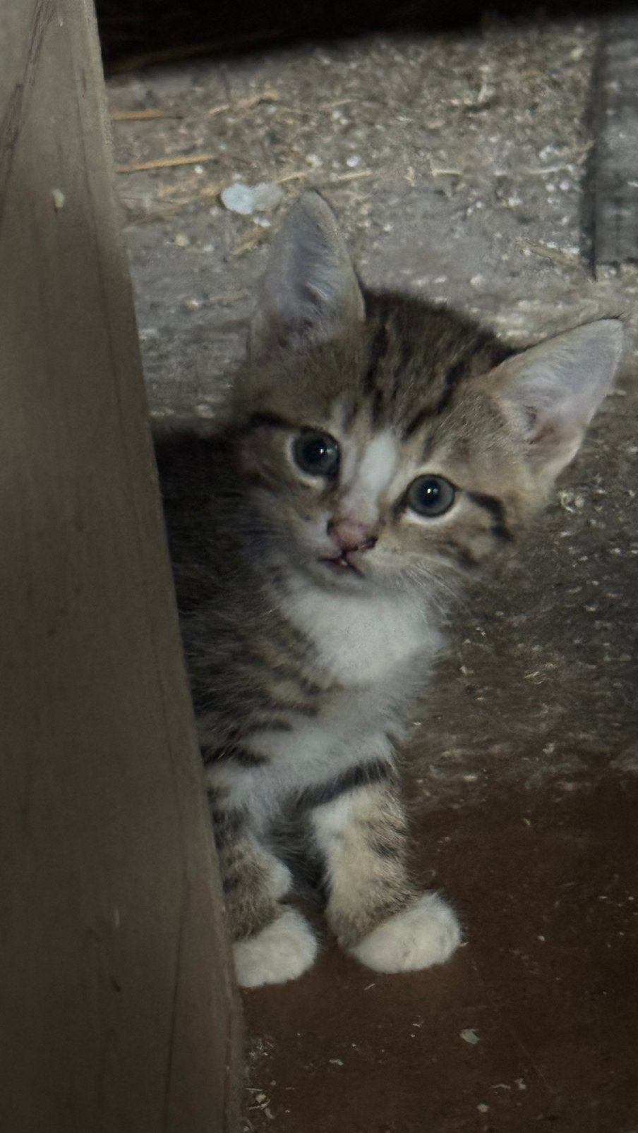 Lieve boerderijkittens te koop, Meerdere dieren, Kortharig, 0 tot 2 jaar