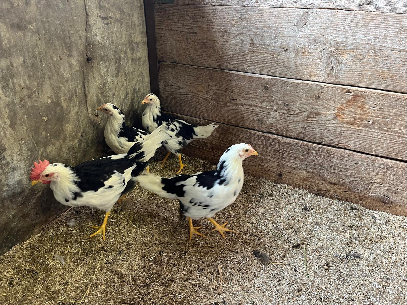 TE KOOP BONTE LEGHORN KIPPEN 3 HENNEN MET 1 HAAN, Dieren en Toebehoren, Pluimvee, Meerdere dieren, Kip