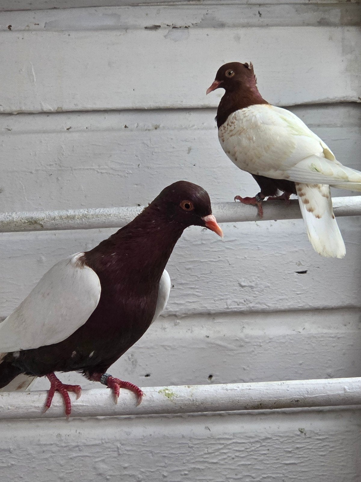 wit vleugel vinkduiven, Dieren en Toebehoren, Vogels | Duiven, Meerdere dieren, Postduif