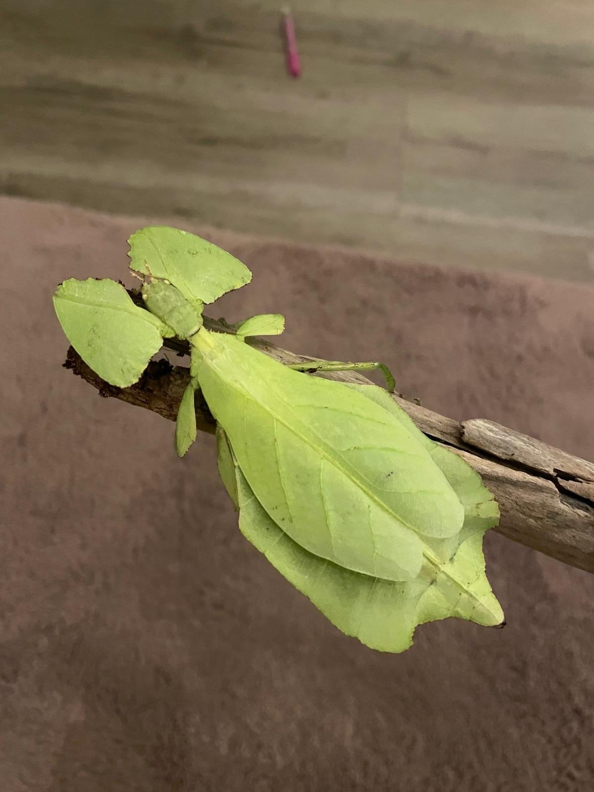 Bladinsecten eitjes (Cryptophyllium Limogesi), Dieren en Toebehoren, Overige soorten
