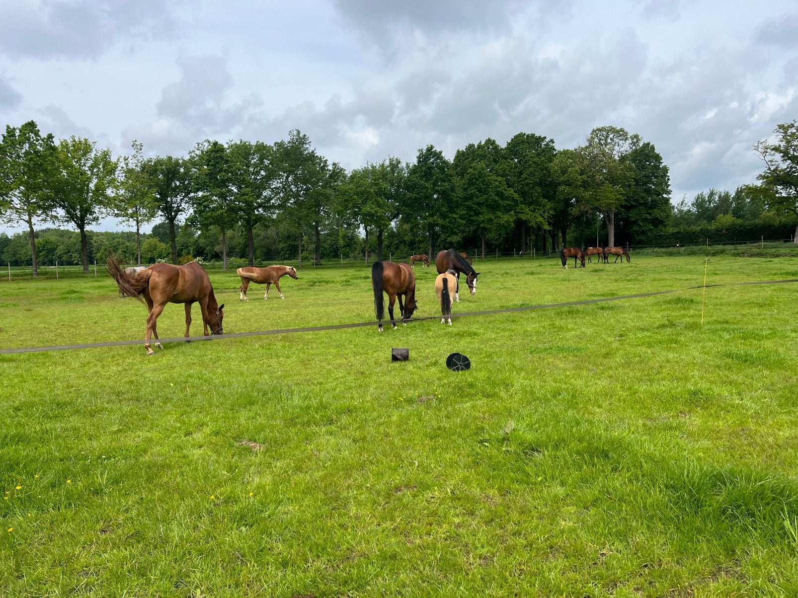 Te huur stalling regio roerdalen, Dieren en Toebehoren, Stalling, 4 paarden of pony's of meer