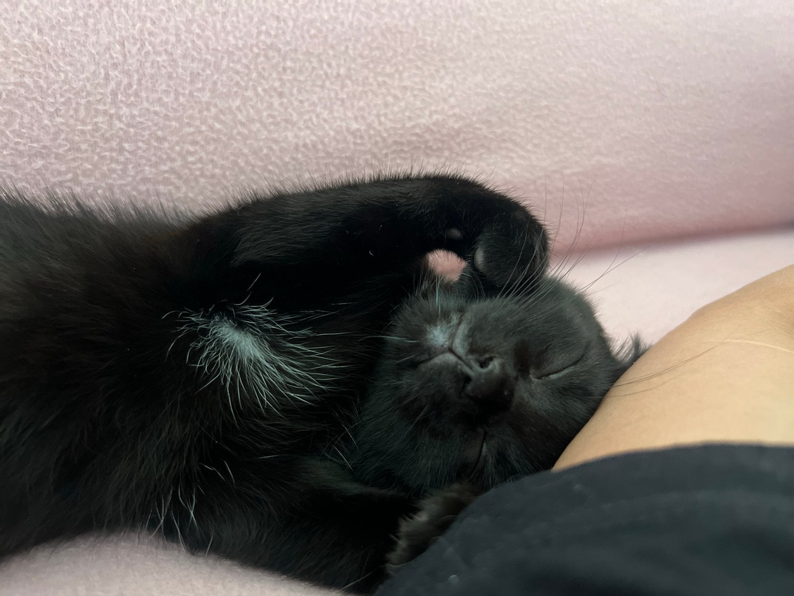 Lunita, lieve poes van 4 maanden – gratis ️, Dieren en Toebehoren, Katten en Kittens | Overige Katten, Poes