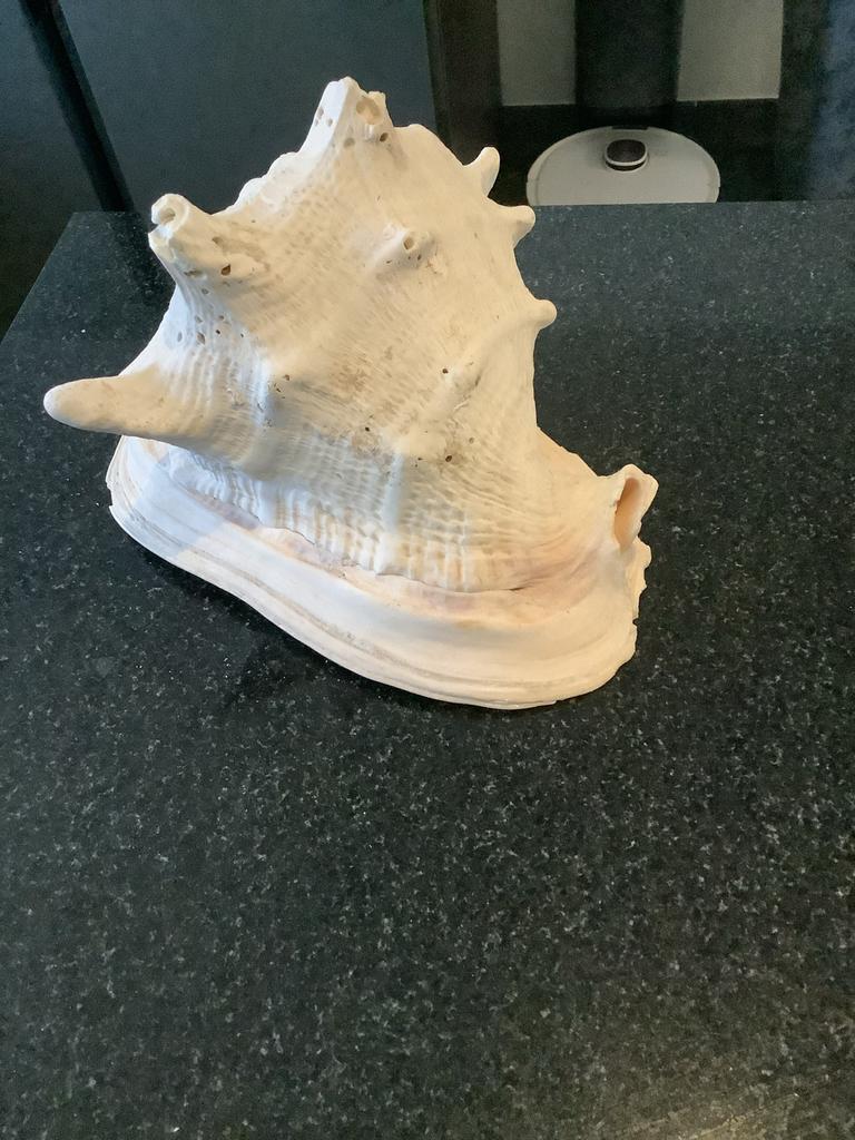 Grote decoratieve schelp - Witte zeeschelp, Ophalen of Verzenden, Zo goed als nieuw