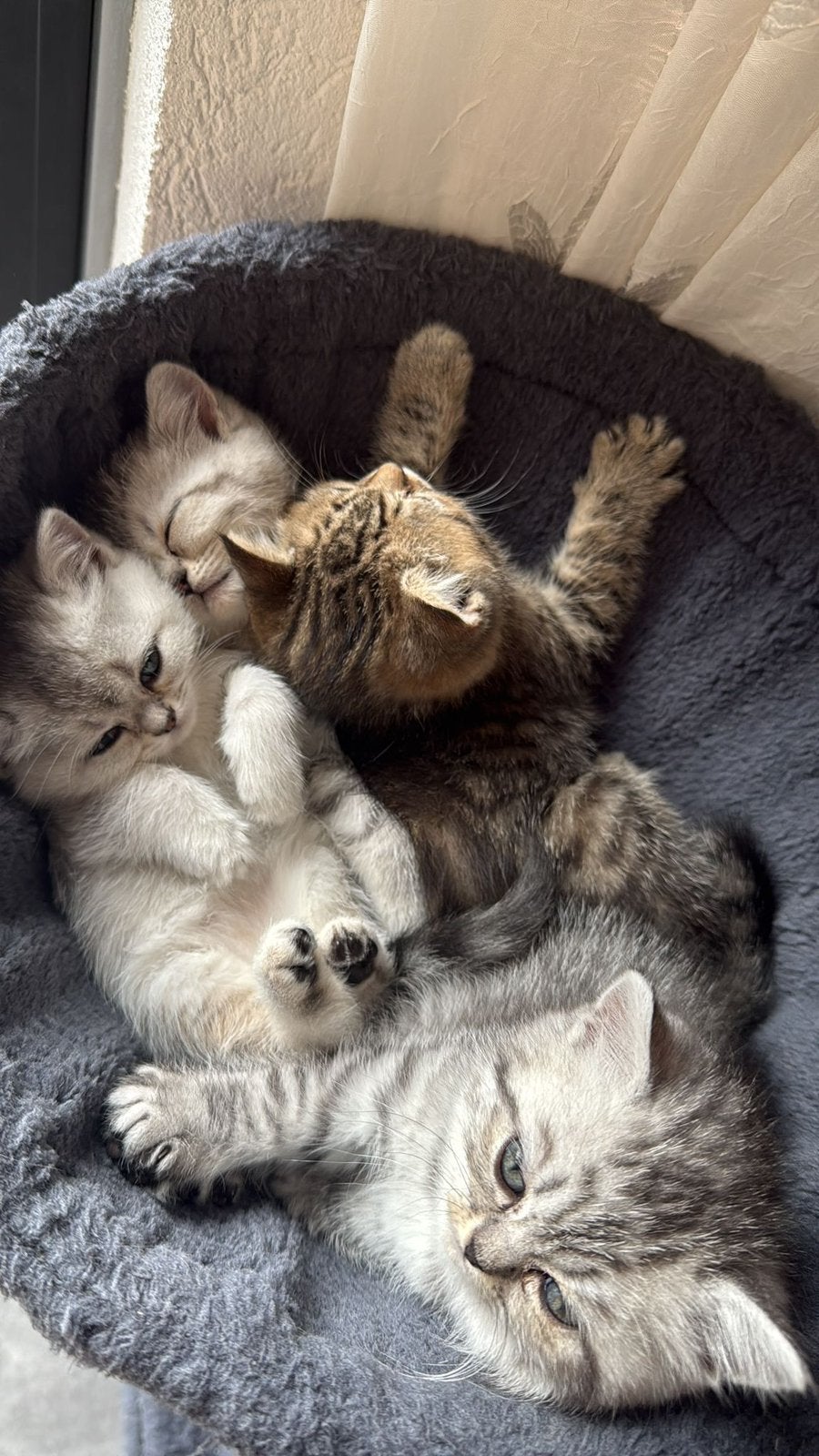 Britse Korthaar kittens, Dieren en Toebehoren, Katten en Kittens | Raskatten | Korthaar, Meerdere dieren, Ontwormd, 0 tot 2 jaar