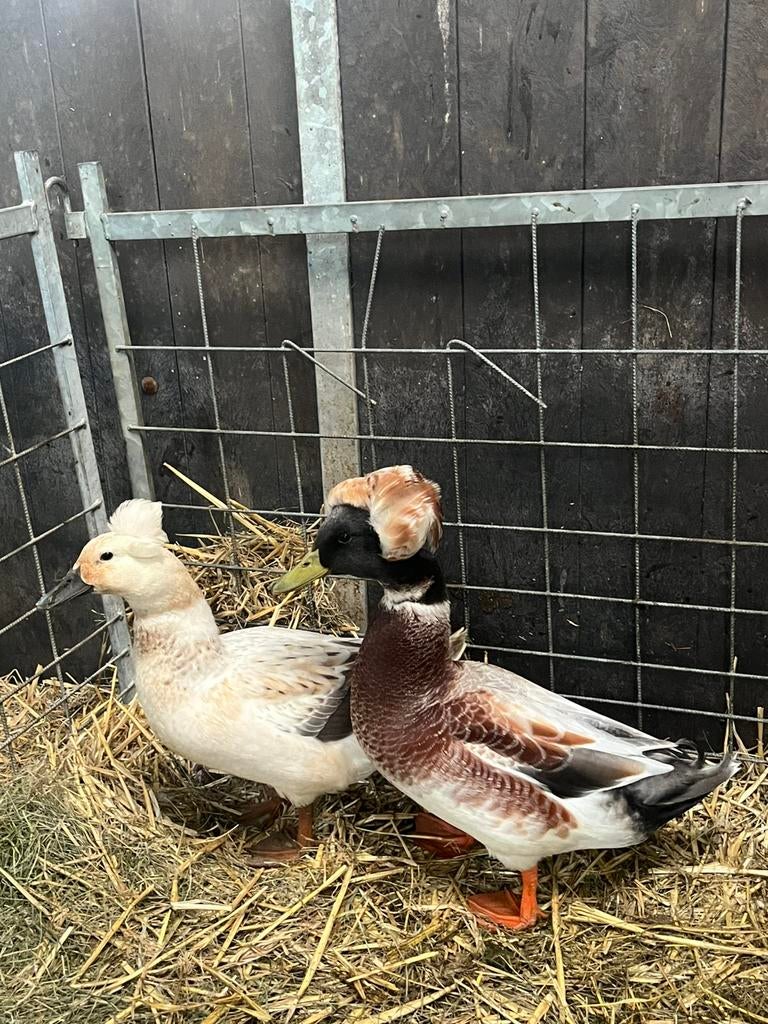 Broedeieren kuifeenden, Meerdere dieren, Eend