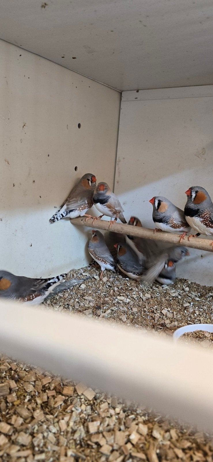 Bleekrug grijze zebravinken, Dieren en Toebehoren, Mannelijk, Tropenvogel, Geringd