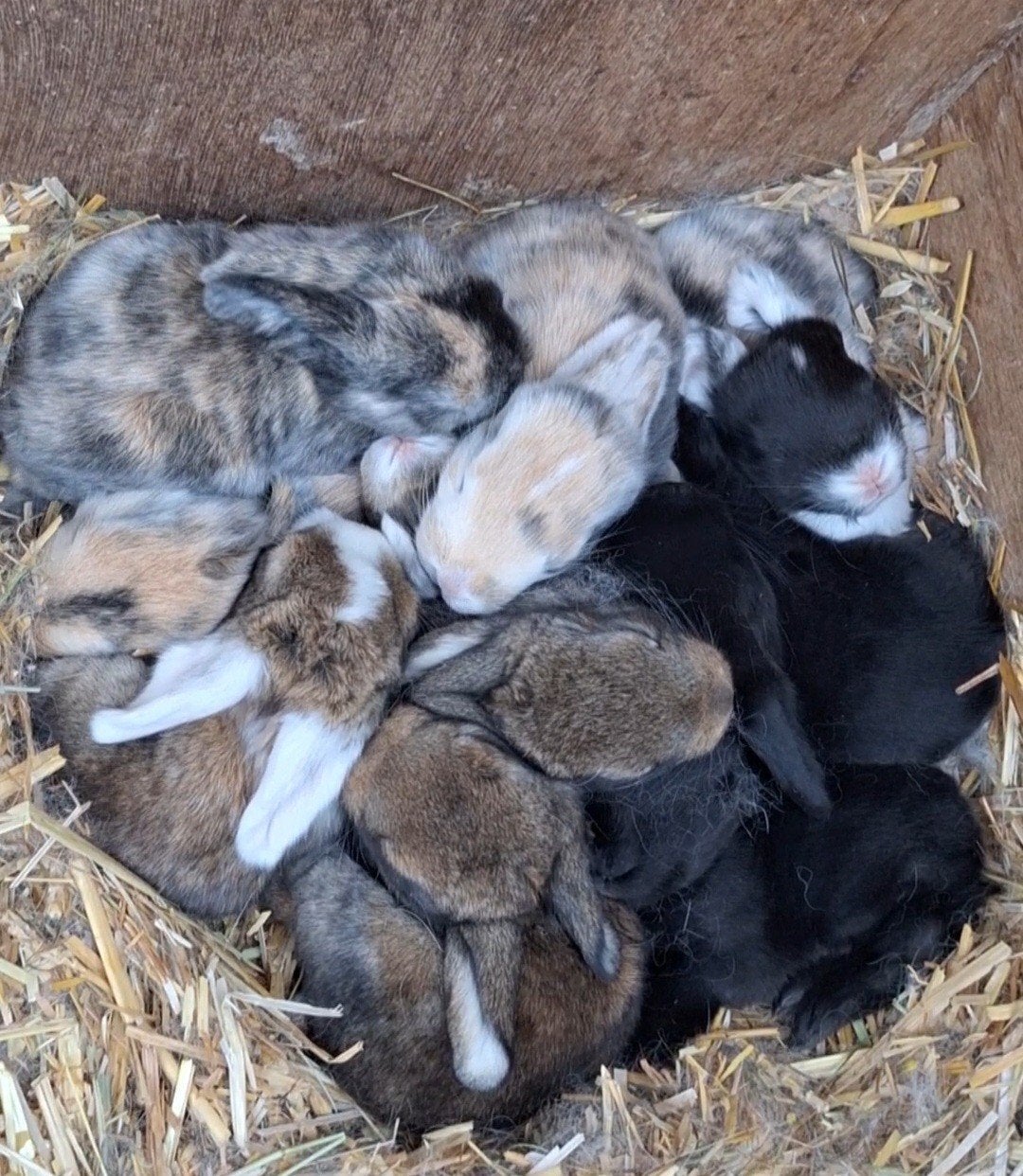 Super schattige franse hangoor konijntjes, Dieren en Toebehoren, Meerdere dieren, Groot, Hangoor