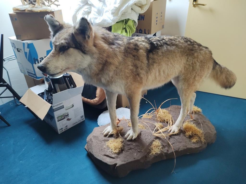 Opgezette wolf met CITES papieren, Verzamelen, Ophalen
