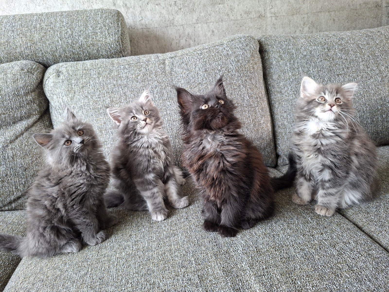 Maine Coon kittens, Meerdere dieren