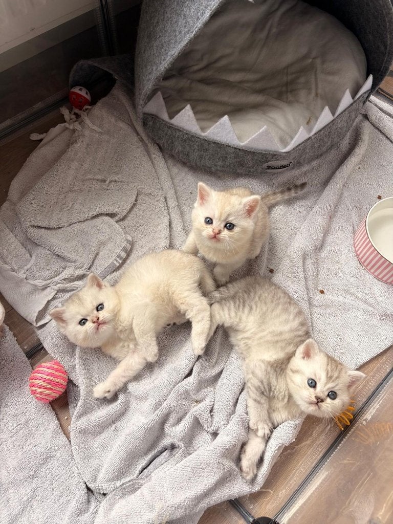 Brits kort/langhaar kittens, Meerdere dieren, Ontwormd, 0 tot 2 jaar