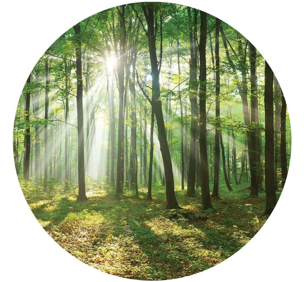 Behangcirkel Bos met zonlicht, Bos muurcirkel, Boszicht, Groen, Verzenden, Nieuw, Wandcirkel