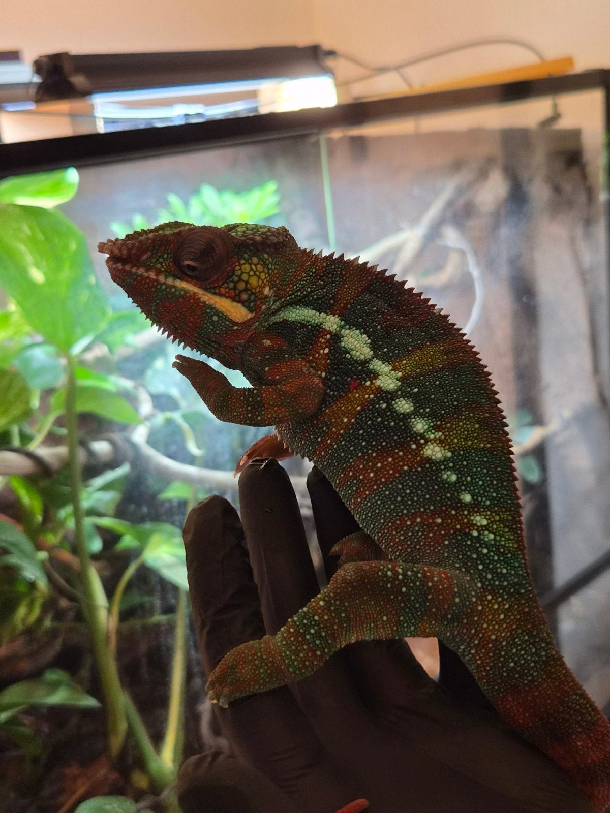 Panter Kameleon (furcifer pardalis) 14 maanden Chameleon - male for sale from Demi