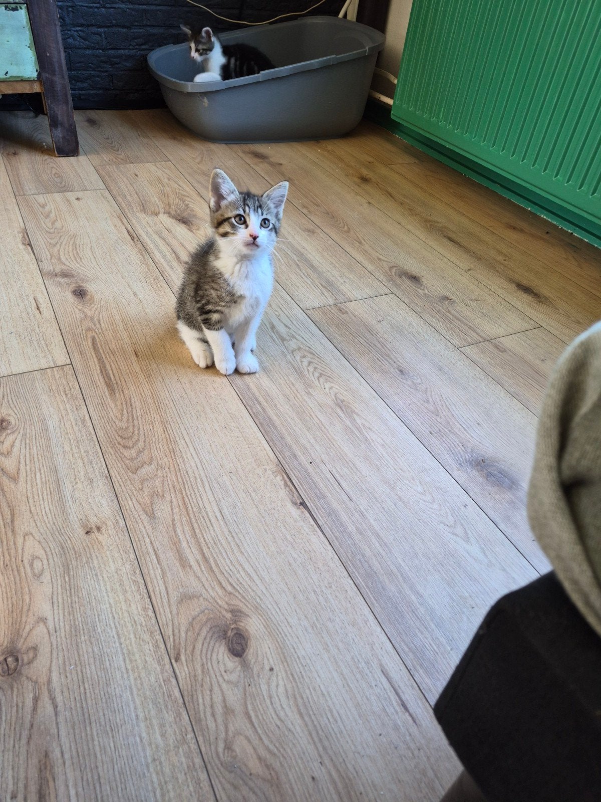 Mooie kittens, Kater