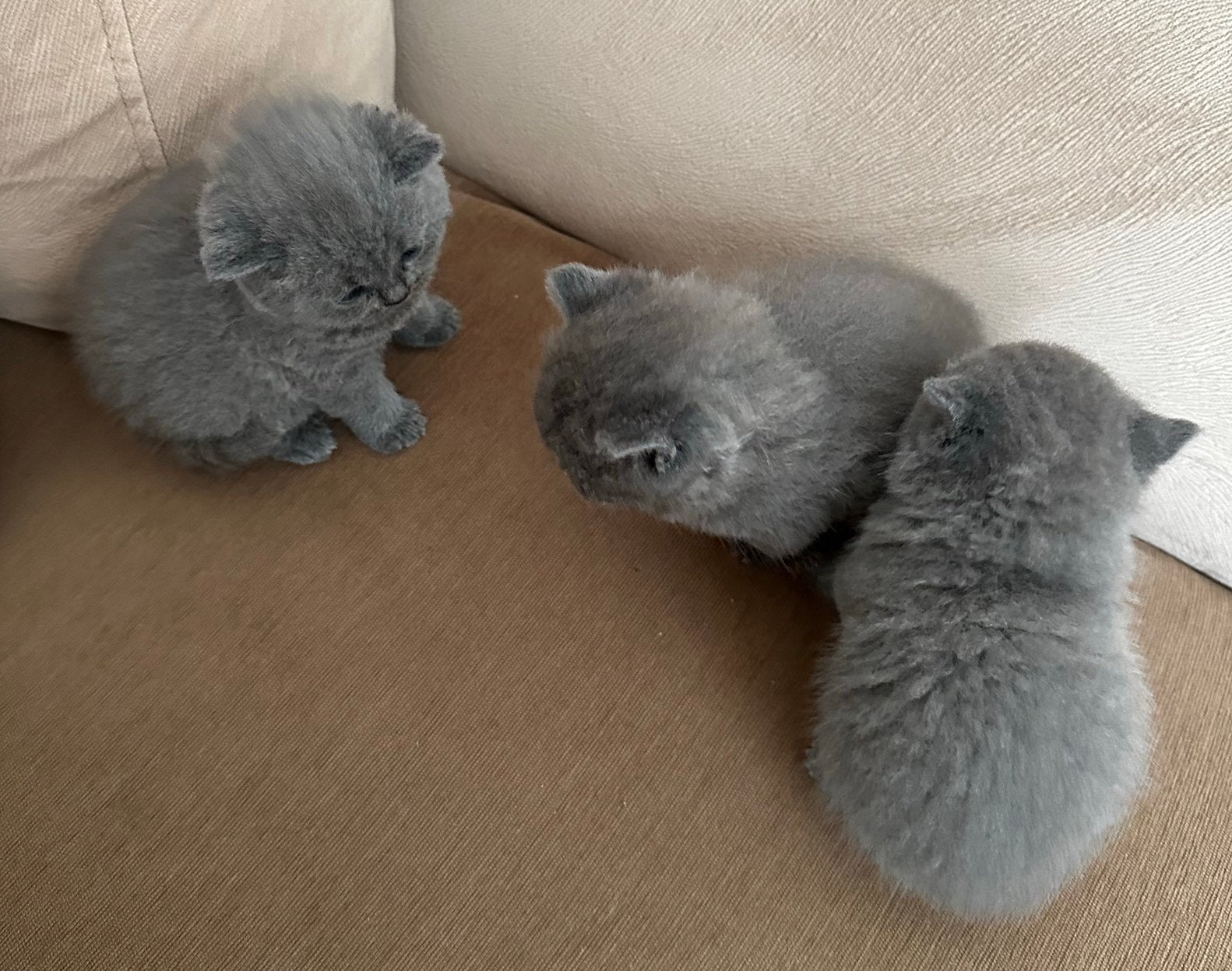 Britse Korthaar Kittens, Dieren en Toebehoren, Meerdere dieren, Ontwormd, 0 tot 2 jaar
