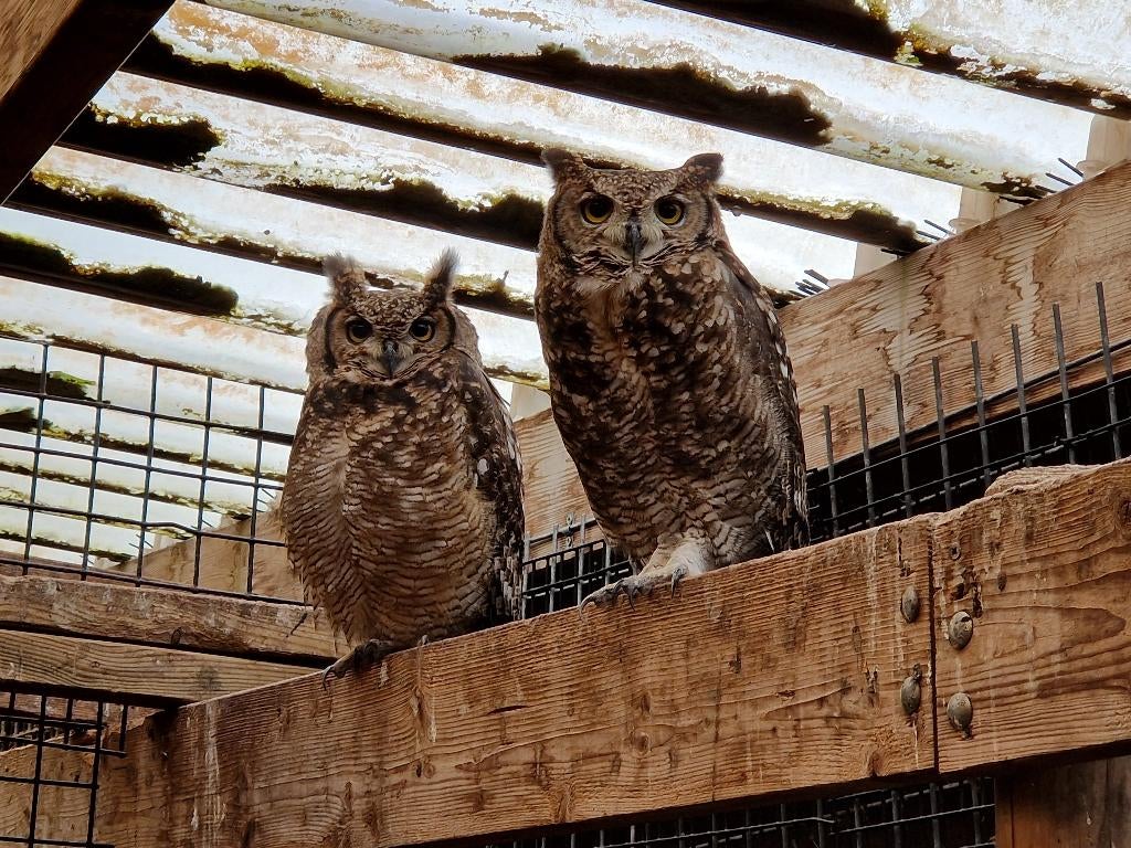 Broedkoppels Afrikaanse Oehoe | Bewezen koppels, Dieren en Toebehoren, Vogels | Overige Vogels, Meerdere dieren, Roofvogel, Geringd