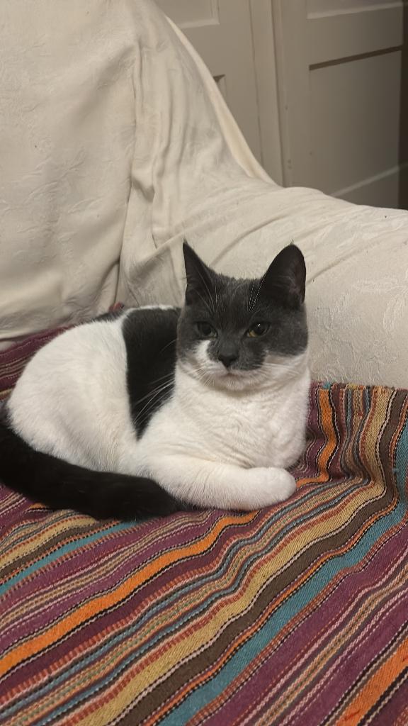 3 poesjes, Poes, Kortharig, 0 tot 2 jaar