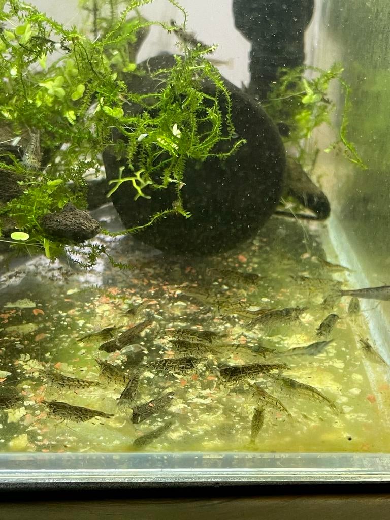 Wildkleur  garnalen €1ps, Kreeft, Krab of Garnaal
