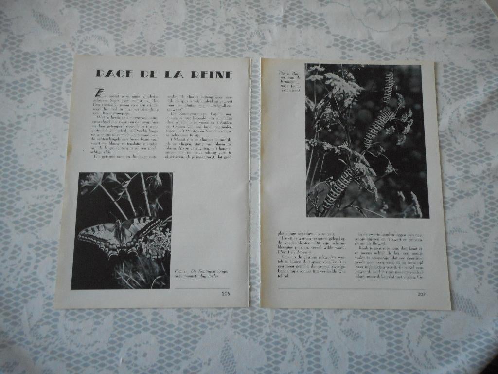 Vlinders. Page de la Reine. Koninginnepage. 1939., Verzamelen, Tijdschriften, Kranten en Knipsels, Ophalen of Verzenden, 1920 tot 1940