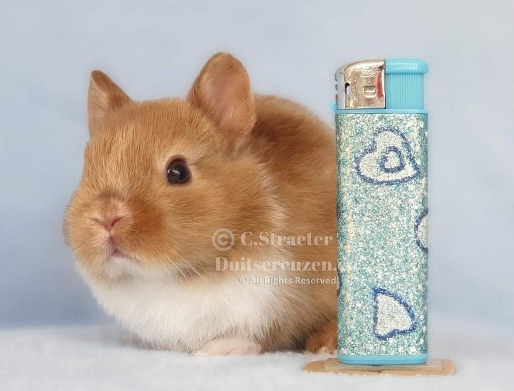 De enige ECHTE mini loffelohr konijntjes, Meerdere dieren, Dwerg, 0 tot 2 jaar