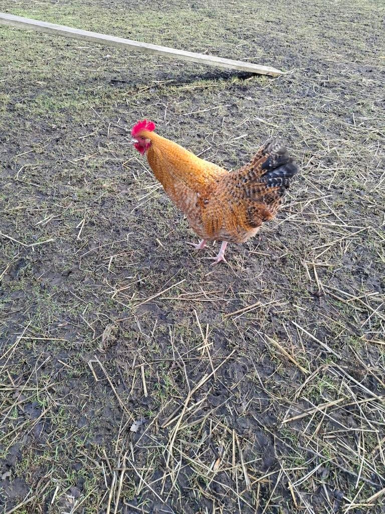 Bielefielder haan, Dieren en Toebehoren, Mannelijk, Kip