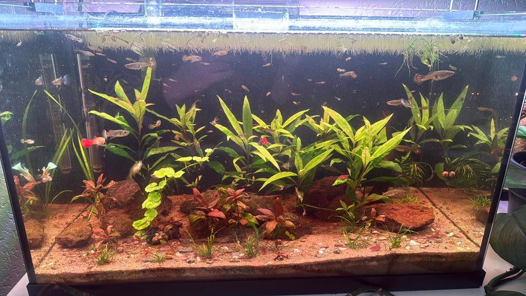 Rode vuur garnalen en baby guppen, Dieren en Toebehoren, Kreeft, Krab of Garnaal, Zoetwatervis