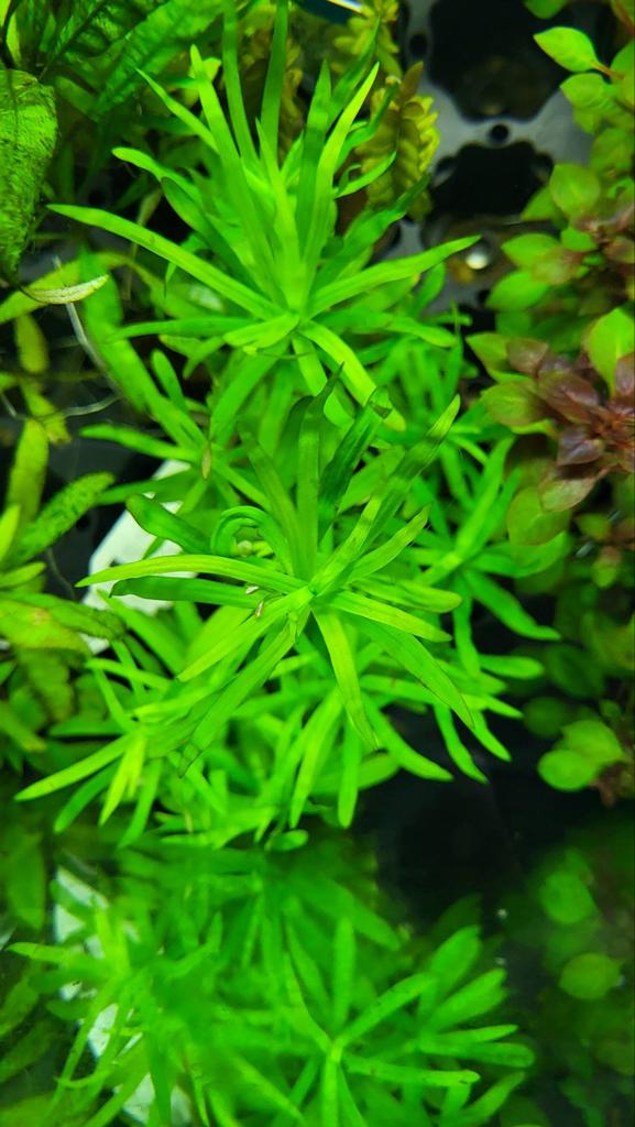 Heteranthera zosterifolia stekken, Overige typen, Zoetwatervis