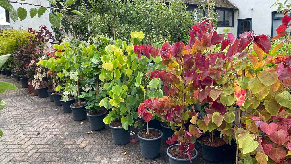 Cercis bomen, Tuin en Terras, Ophalen, Volle zon, Overige soorten