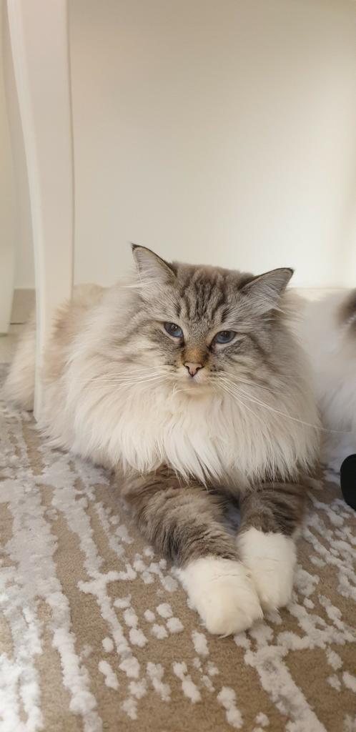 dekkater Ragdoll, Dieren en Toebehoren, Katten en Kittens | Dekkaters