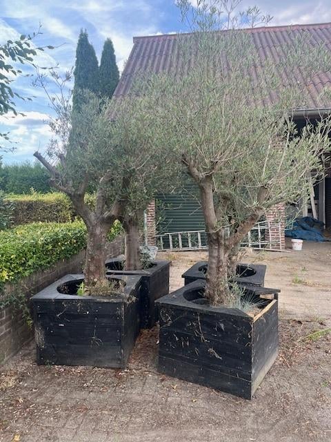 Nog één Olijfboom te koop, de linker boom op de foto, Tuin en Terras, Planten | Bomen, Bloeit niet, 100 tot 250 cm, Olijfboom