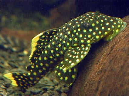 L-Nummers: L018 Baryancistrus xanthellus, Dieren en Toebehoren, Vissen | Aquariumvissen, Vis, Zoetwatervis
