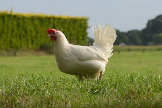 Witte legkippen, Dieren en Toebehoren, Pluimvee, Kip, Vrouwelijk