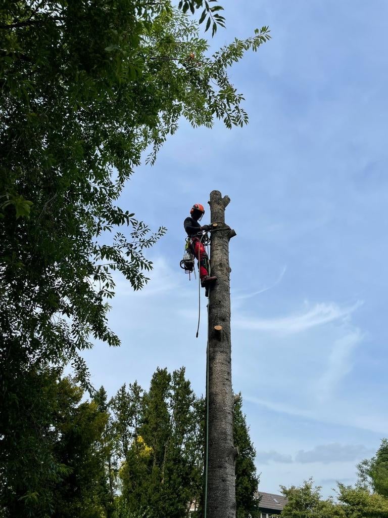 Bomen  snoeien / neerhalen / verzorging / kappen dood hout, Tuinontwerp