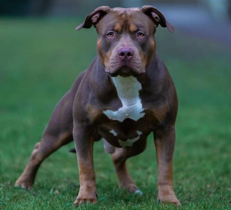 American XL Bully dekreuen chocolate en lilac tri color, Dieren en Toebehoren, Eén hond, 3 tot 5 jaar, Nederland, Particulier