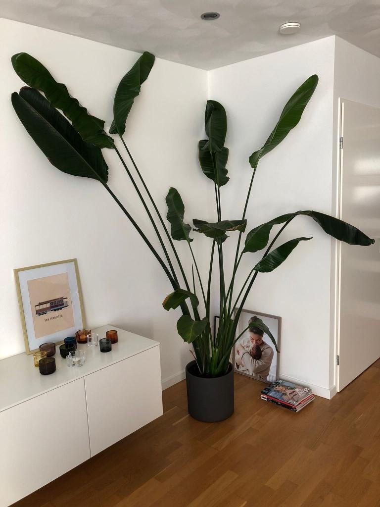 Strelitzia plant in pot, Huis en Inrichting, Kamerplanten, Ophalen, 200 cm of meer, Overige soorten, Halfschaduw
