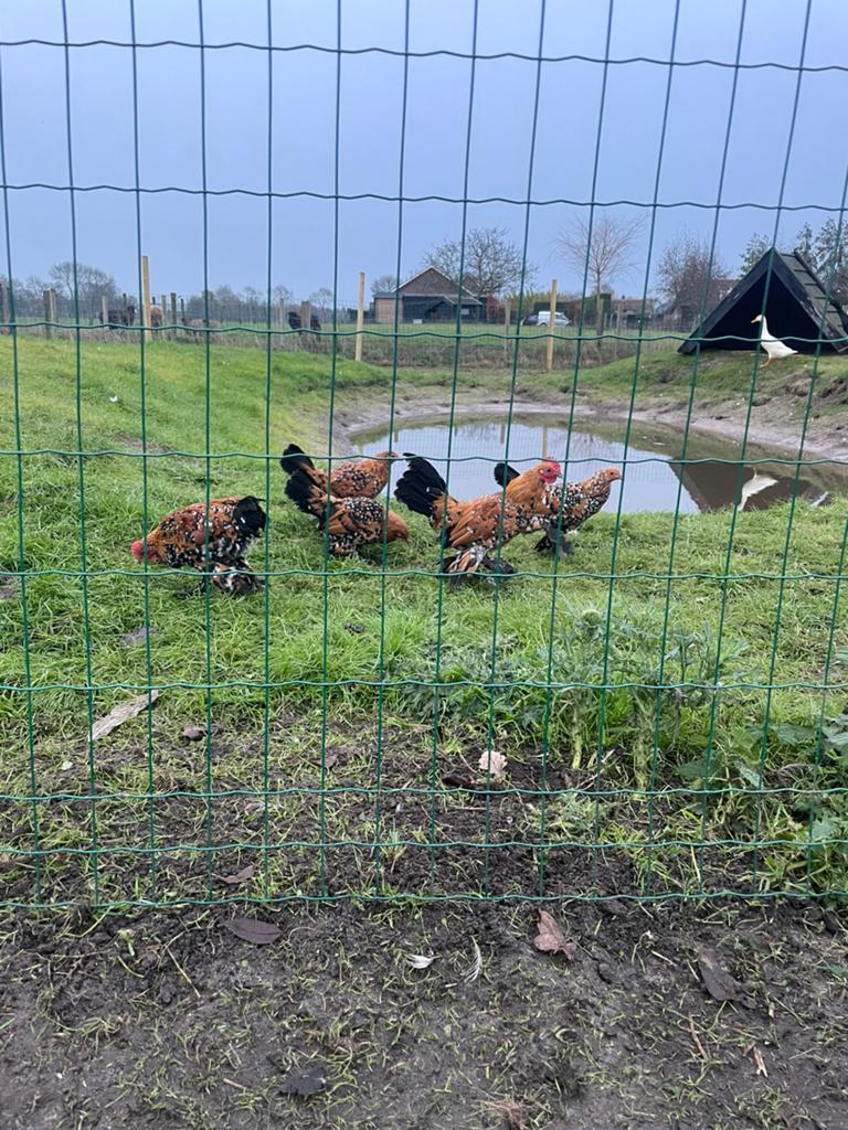 1-2 hollandse sabelpoten 2025, Meerdere dieren, Kip